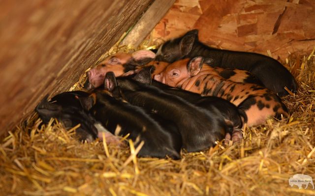 pigs-on-pasture